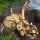 LEGO Jurassic World 76969 Czaszka triceratosa - 1299013 - zdjęcie 5